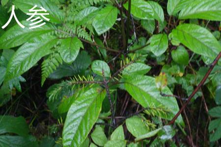 Ginseng Leaves