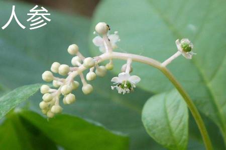 Ginseng Flowers