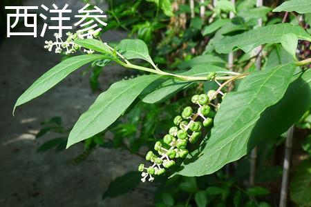 American ginseng flowers