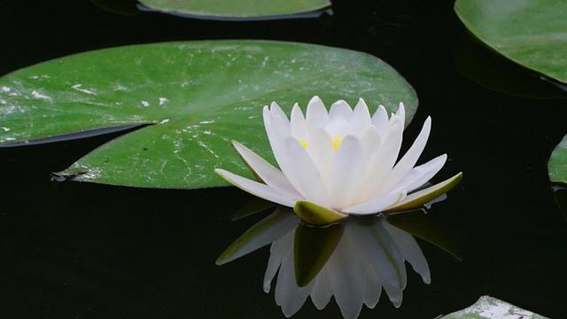 The difference between bowl lotus and water lily