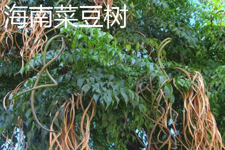 Hainan Bean Tree Trunk