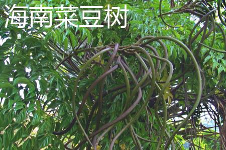 Hainan Phaseolus vulgaris leaves