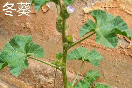 Mallow Plant