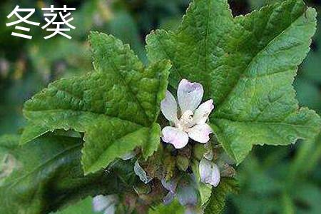 Mallow Leaves