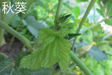 Okra leaves