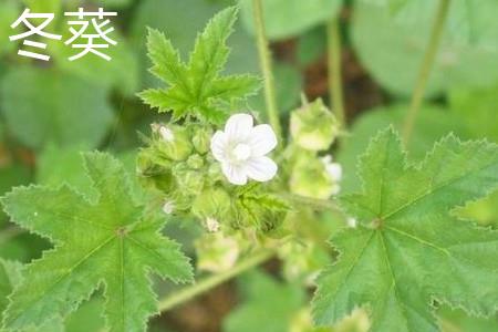 Mallow Flowers