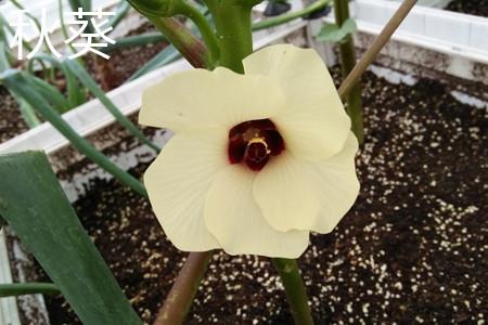 Okra Flowers