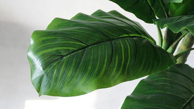 The difference between banana leaves and banana leaves