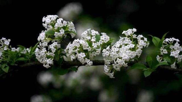 The difference between viburnum and clove