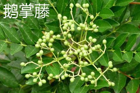 Schefflera