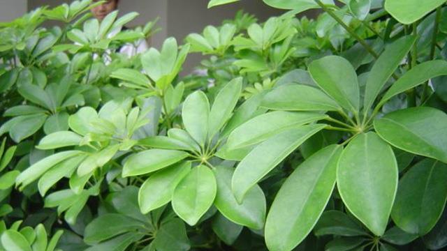 The difference between Schefflera and Schefflera