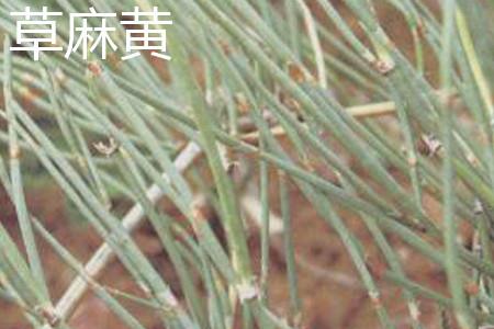 Ephedra grass