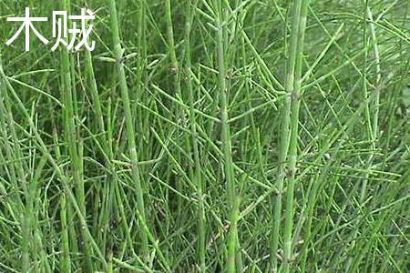 Equisetum