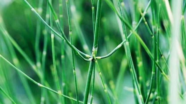 The difference between Ephedra and Equisetum