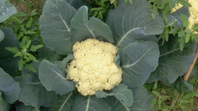 How to identify cauliflower