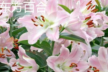 Oriental Lily Flowers