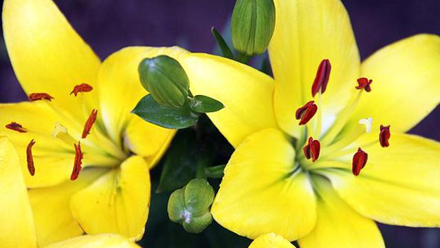 The difference between Asiatic lily and Oriental lily