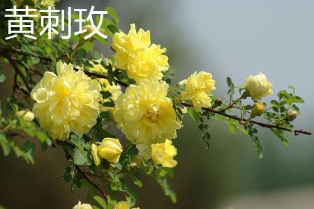 Yellow Thorn Rose