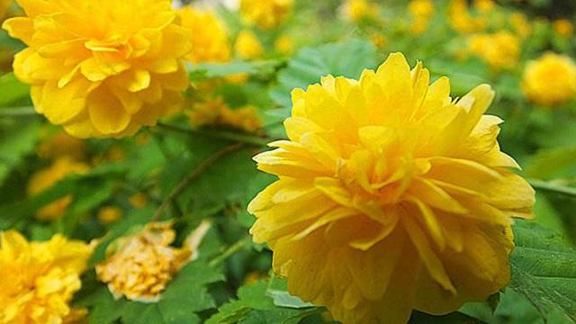 The difference between Ditang flowers and yellow thorn roses