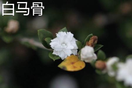 White Horse Bone Flower