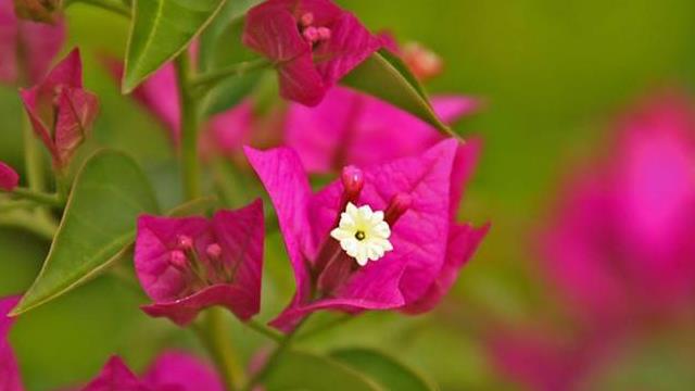 The difference between bougainvillea and bougainvillea