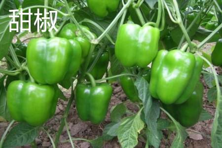 Bell Pepper Leaves