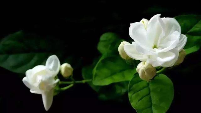 The difference between jasmine and African jasmine