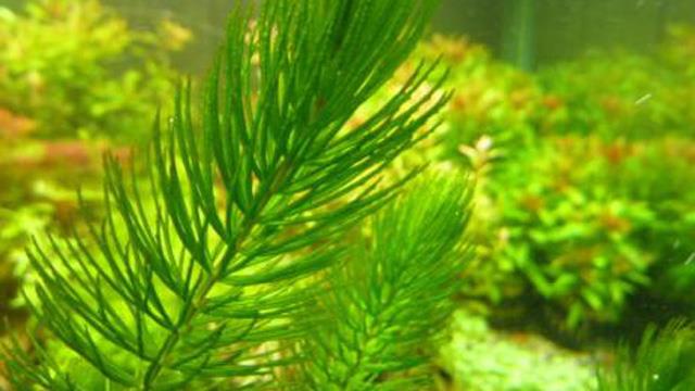 The difference between green chrysanthemum and hornwort