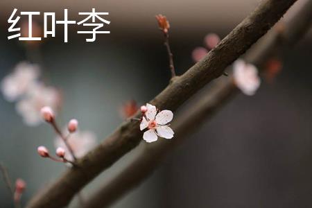 Red Leaf Plum Blossom