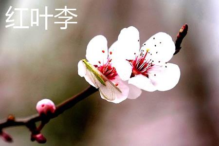 Red Leaf Plum Blossom