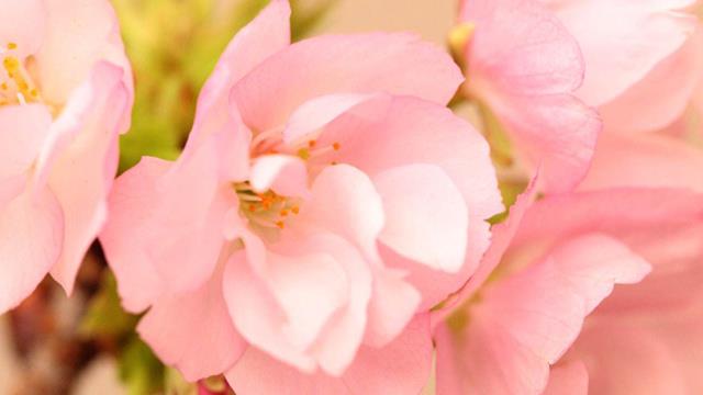 The difference between red-leaf plum blossoms and cherry blossoms