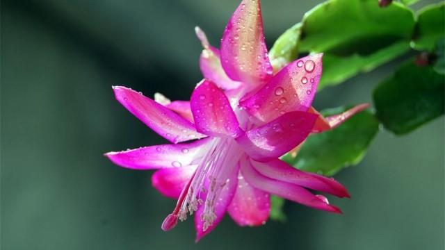 The difference between crab claw orchid and false epiphyllum