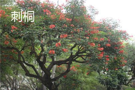 Erythrina