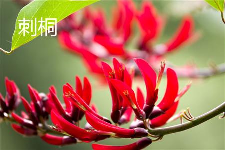 Erythrina