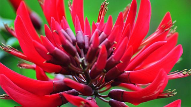 The difference between Aralia flowers and Erythrina