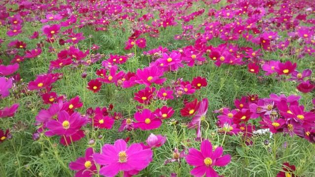 The difference between cosmos and cineraria