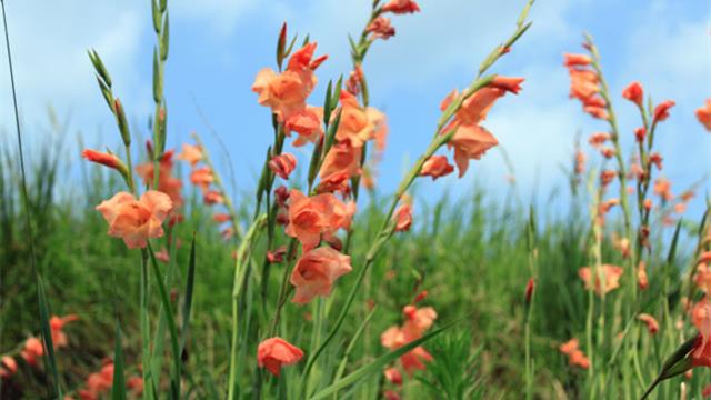 The difference between Gladiolus and Acorus