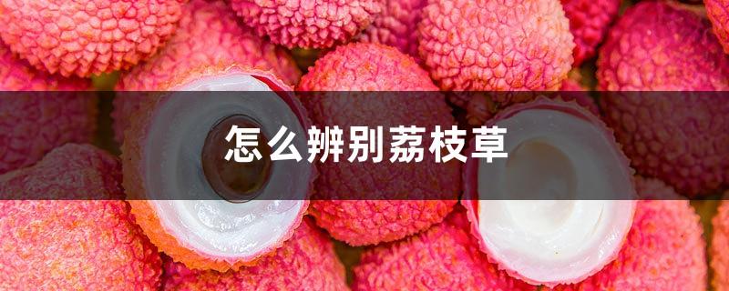 How to identify lychee grass