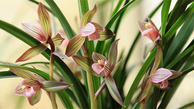 The difference between lotus petal orchid and spring sword