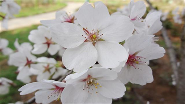 What is the difference between Somei Yoshino cherry blossoms and Oshima cherry blossoms