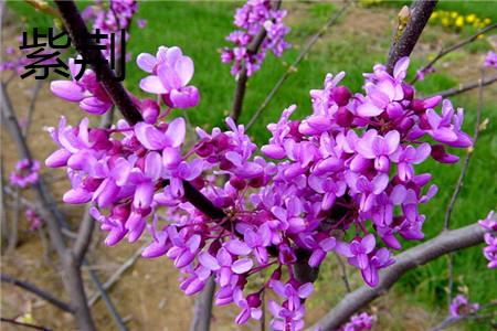 Redbud