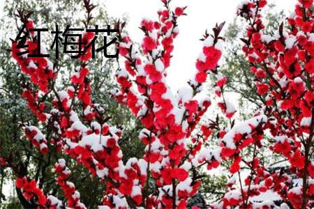 Red Plum Blossom