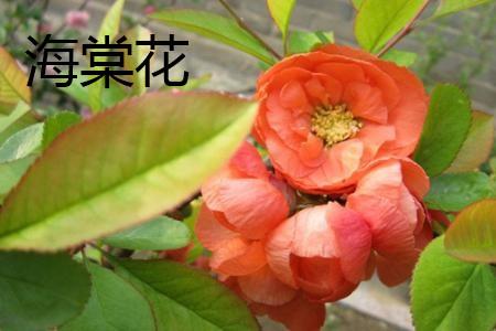 Begonia Flower