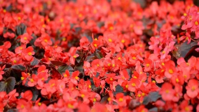 The difference between red plum blossoms and begonia flowers