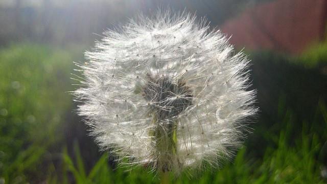 The difference between dandelions and bitter herbs