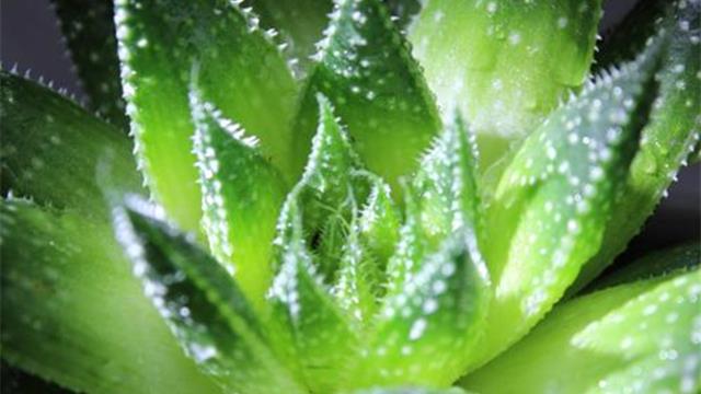 The difference between agave and aloe vera