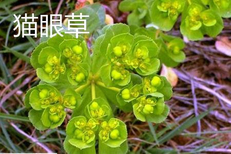 Cat's Eye Grass Fruit