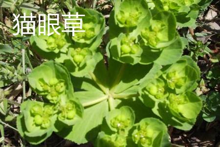 Cat's Eye Grass Fruit