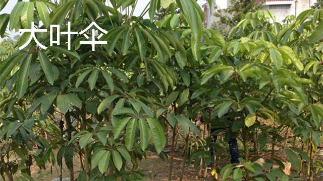 What is the difference between Umbrella and Schefflera