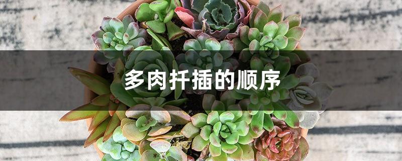 The order of succulent cuttings